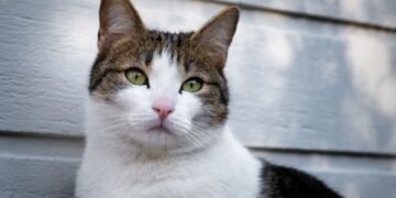 Top 5: Ernährungsberatung Katze online finden