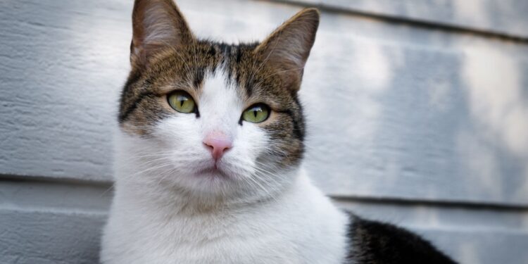 Top 5: Ernährungsberatung Katze online finden